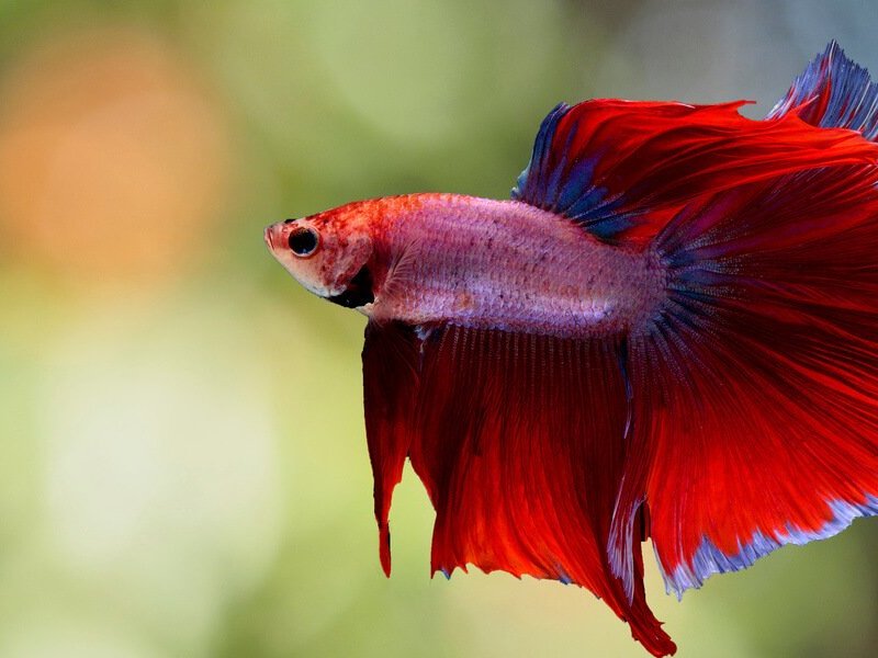 Do Betta Fish Need Light At&nbsp;Night?